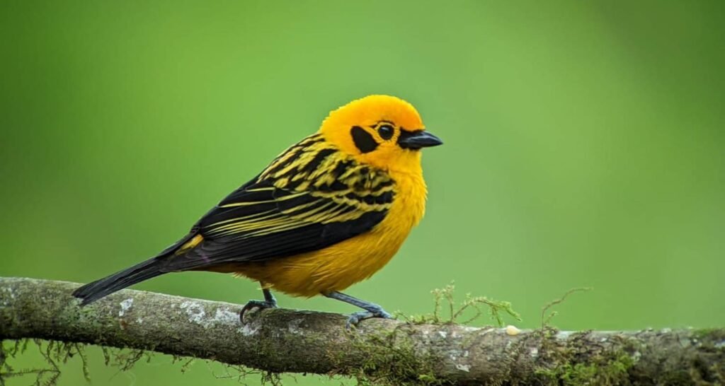A little yellow bird in Ecuador. Wheely Tyred Best Mindo multi-day tours