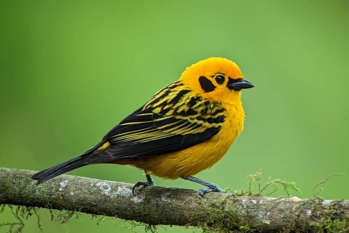 A little yellow bird in Mindo, Ecuador