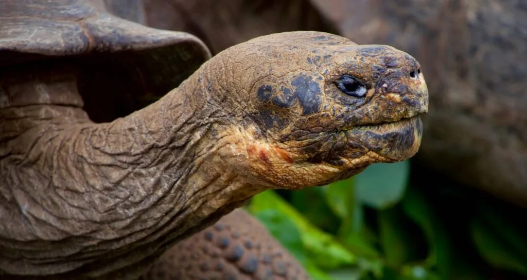 A close up of a giant tortoise on the Galápagos, Ecuador