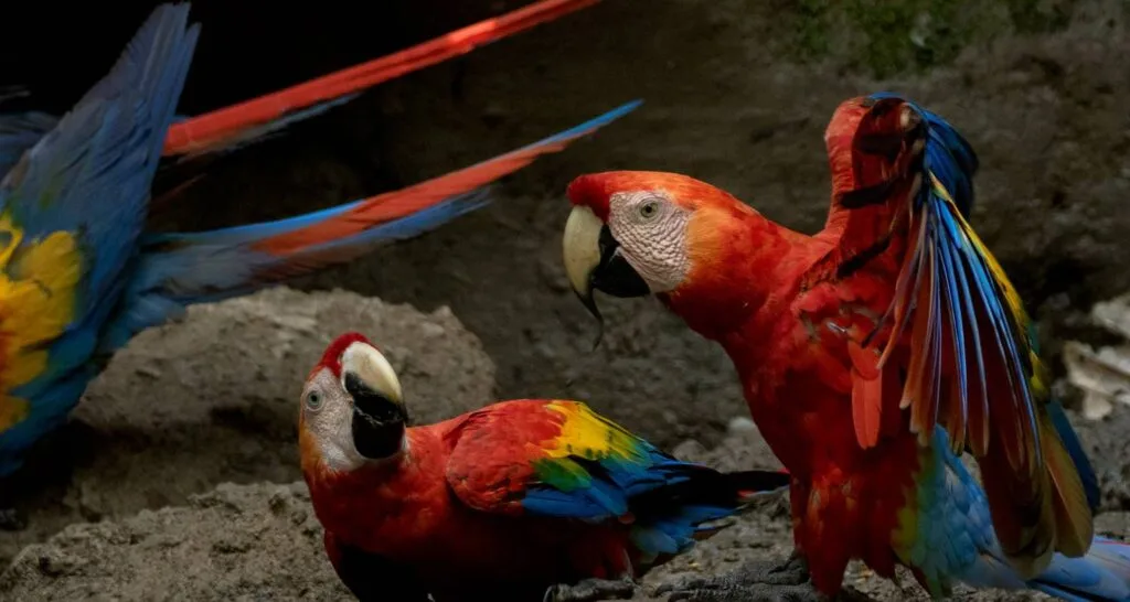 Red and green macaws sit on a rock in Ecuador. Wheely Tyred Best Yasuní National Park multi-day tours