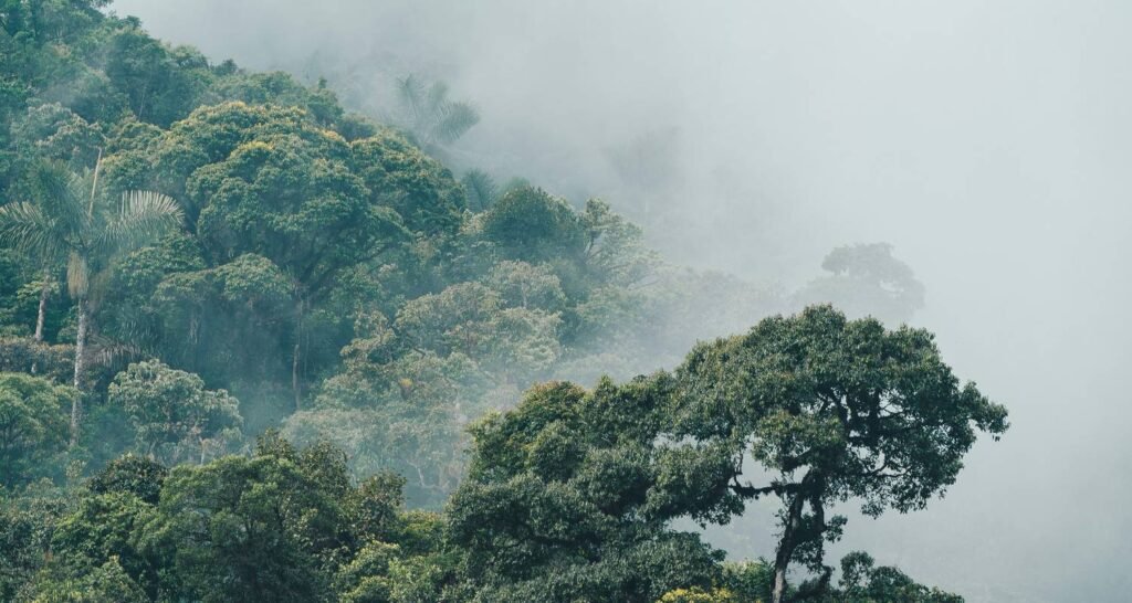 Trees in a cloud forest in Ecuador. Wheely Tyred Best Puyo multi-day tours