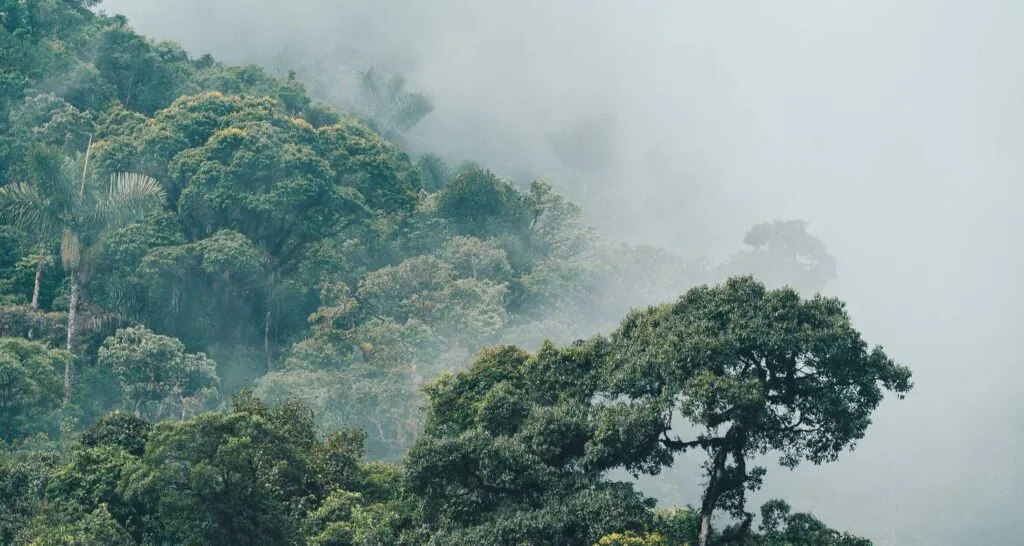 Trees in a cloud forest in Ecuador. Wheely Tyred Best Puyo multi-day tours