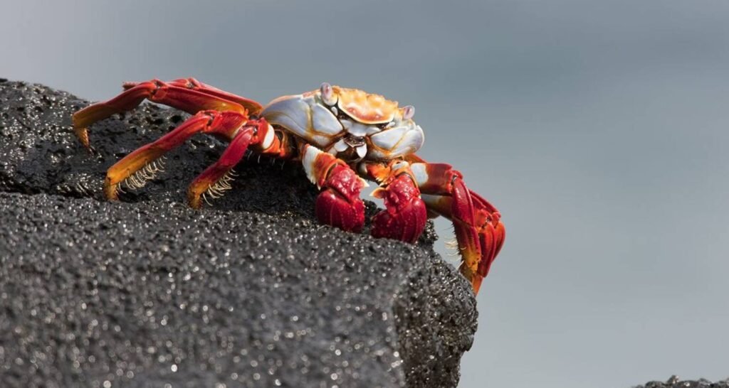 A red and yellow crab on a rock on Santa Cruz Island, Galápagos