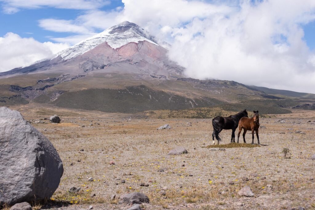 Two wild horses under the snowcapped peak of Cotopaxi, in Ecuador