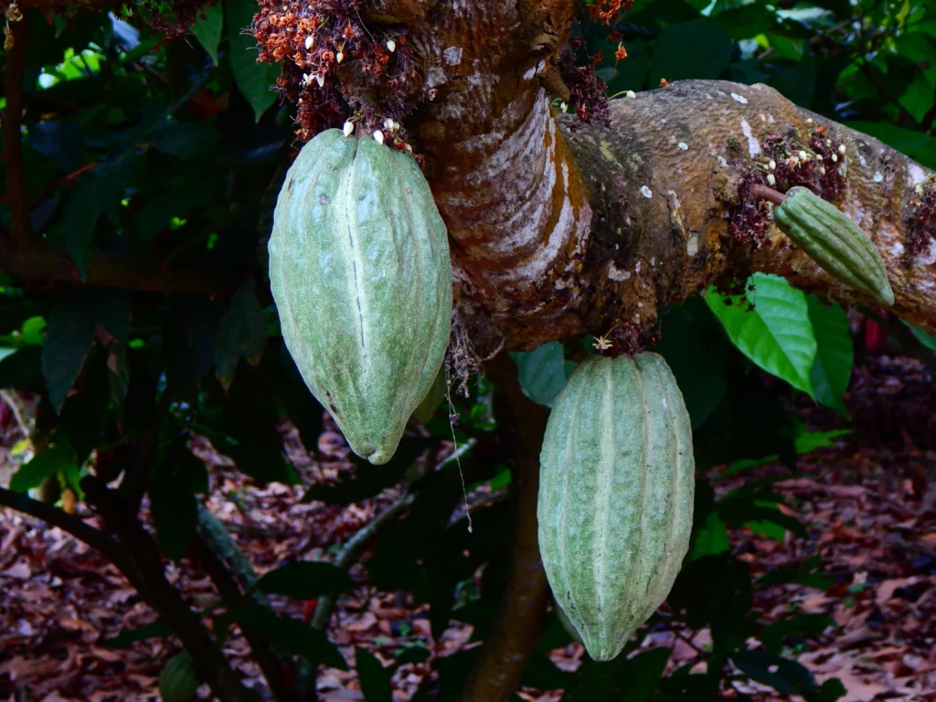 Cacao beans, still attached to a tree near Guayaquil. Wheely Tyred Best food tours in coastal Ecuador