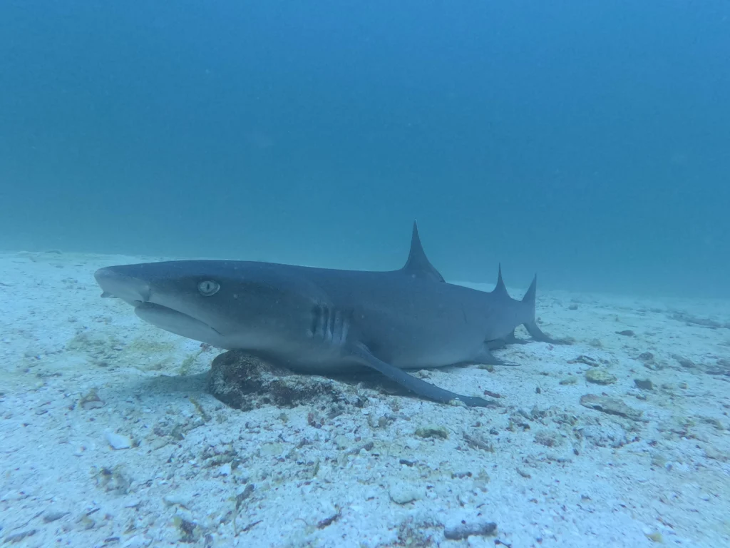 A shark rests on the seafloor near Santa Cruz, Galápagos