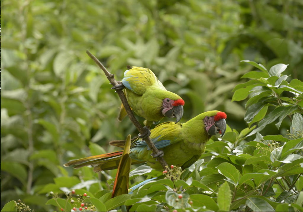 Two green parrots surrounded by foliage near Guayaquil, Ecuador