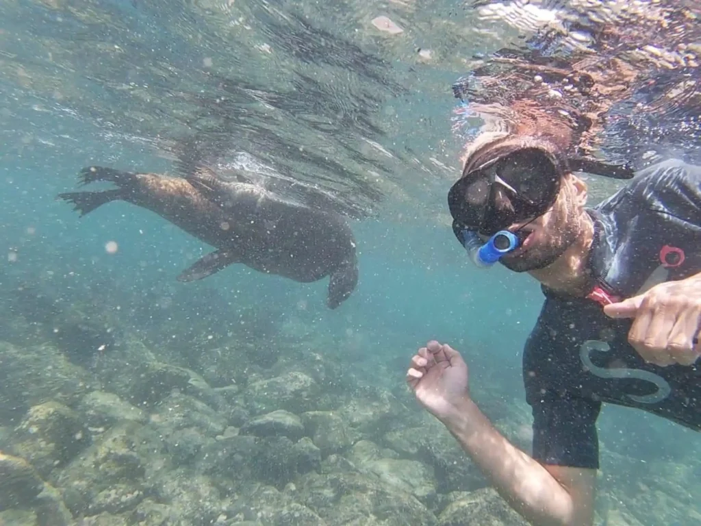 A person snorkels with a sea lion on Isla Isabela, Galápagos Islands