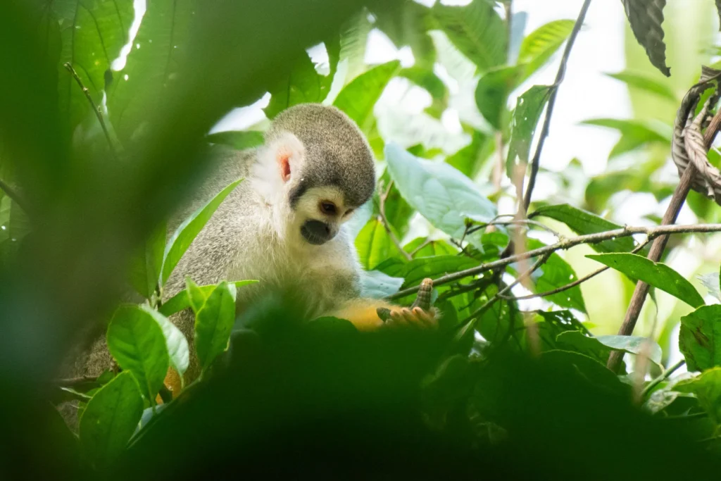 A little acpuchin monkey sitting in a tree near Puyo, Ecuador