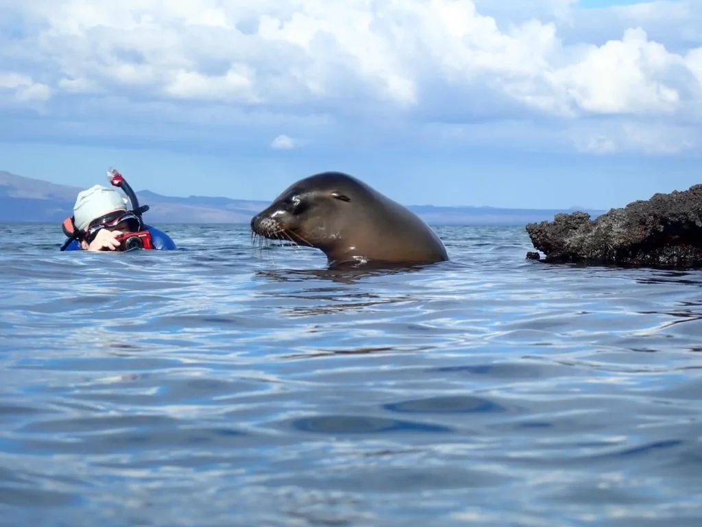 A man takes a picture of a sea lion while snorkelling on Isla Isabela, Galápagos Islands