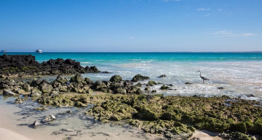 A heron stands on the shore by blue waters on Santa Cruz. In the distnace, a cruise ship tours the Galápagos