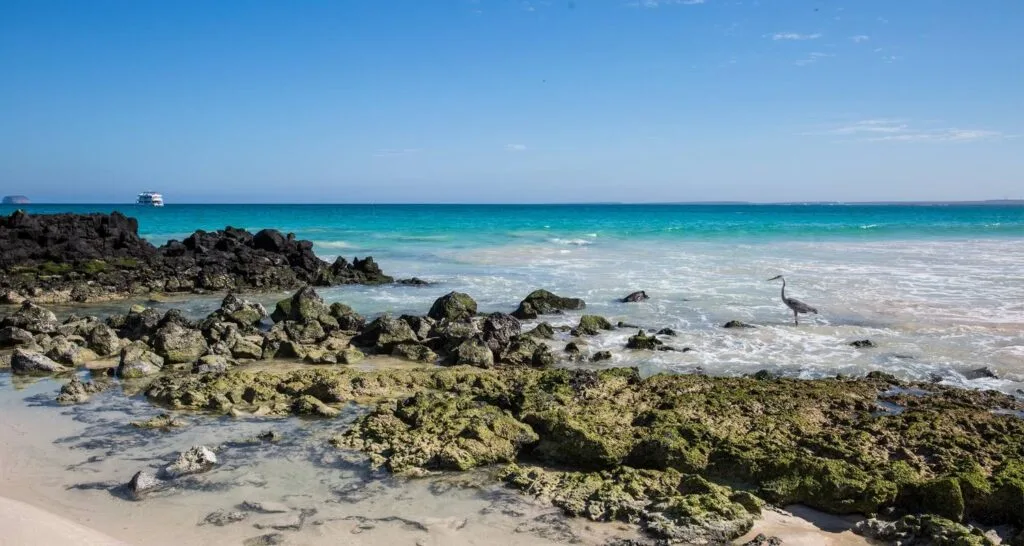 A heron stands on the shore by blue waters on Santa Cruz. In the distnace, a cruise ship tours the Galápagos