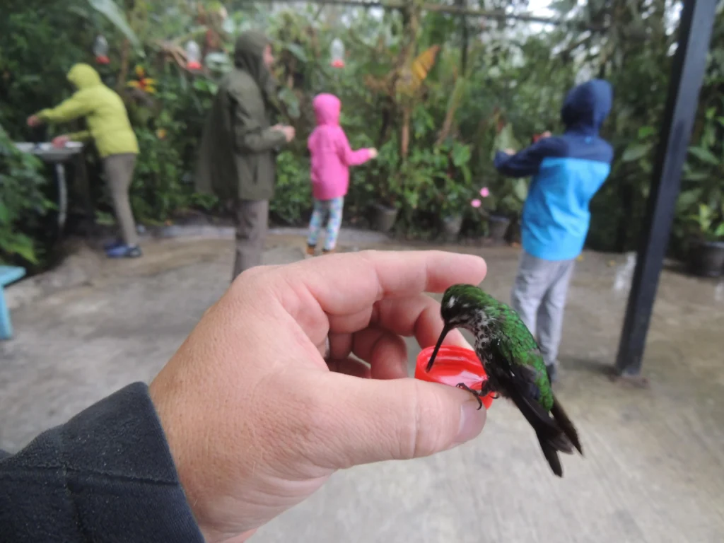 A tiny hummnigbird eats from a hand in Ecuador. Wheely Tyred Best Mindo Birdwatching Tours