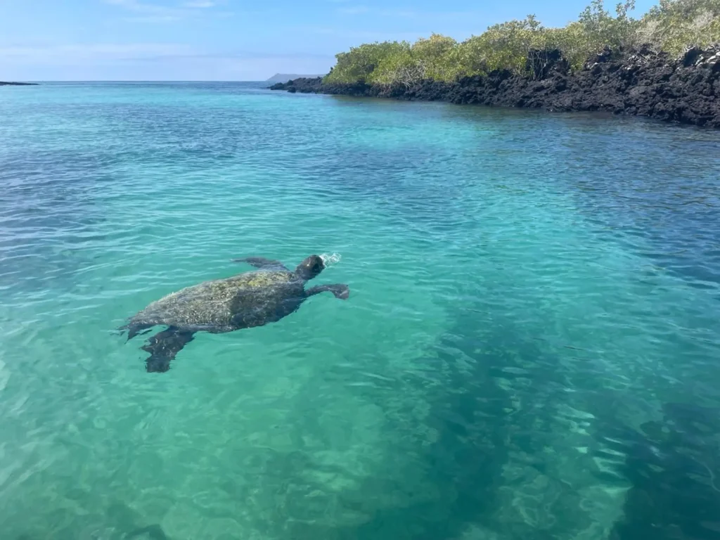 A sea turtle swims in deep blue water on Isla Isabela, Galápagos Islands