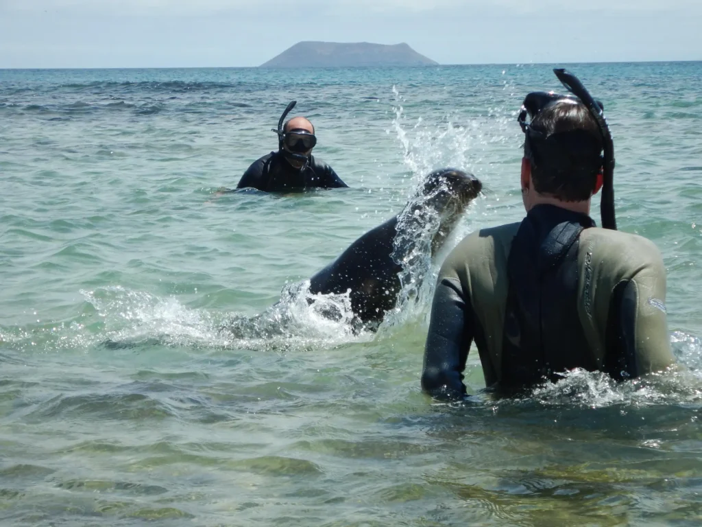 A sea lion jumps between two snorkellers on Santa Cruz, Galápagos
