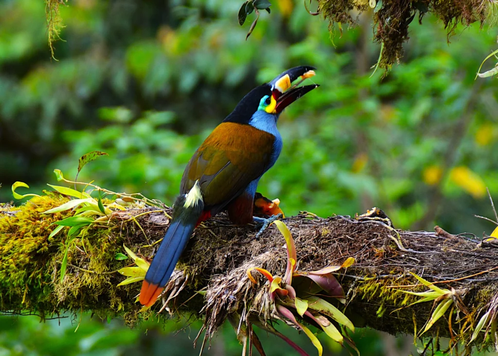 A multicoured bird in the cloud forest of Mindo, Ecuador