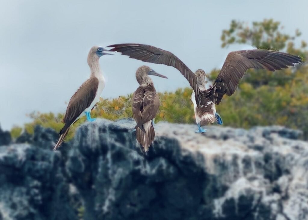 Blue footed boobies on a roack on Isla Isabela, Galápagos, Ecuador