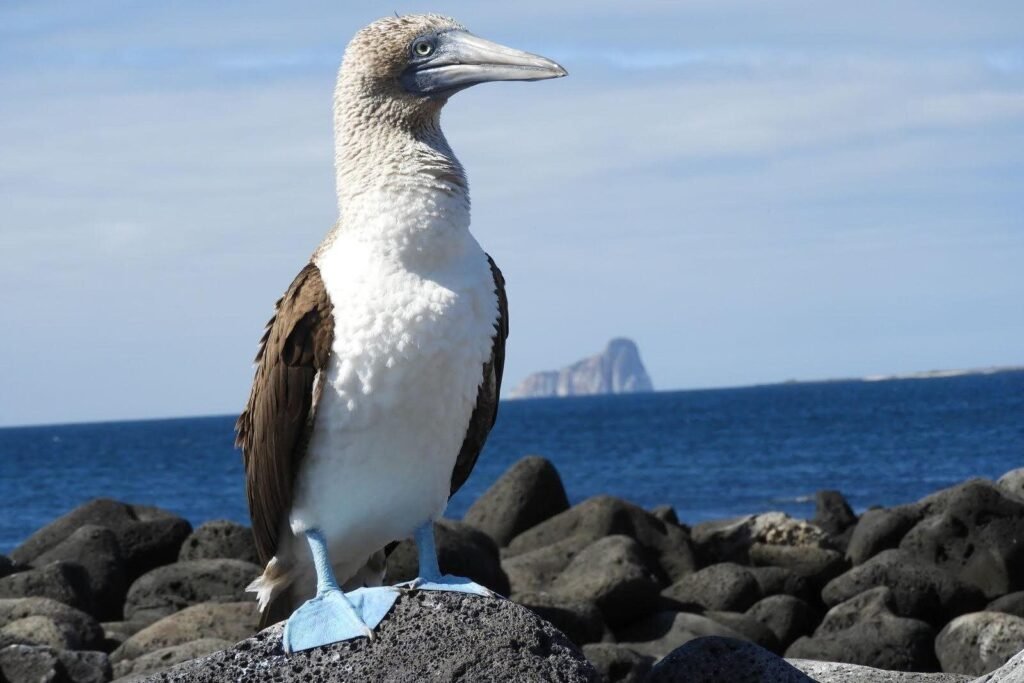 A blue-footed booby poses for the camera on Santa Cruz in the Galápagos