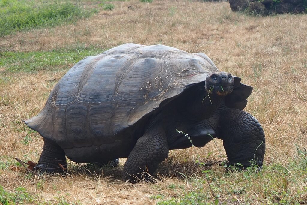 A Galápagos giant tortoise walks through a field on Santa Cruz. Wheely Tyred Best Galápagos bike tours