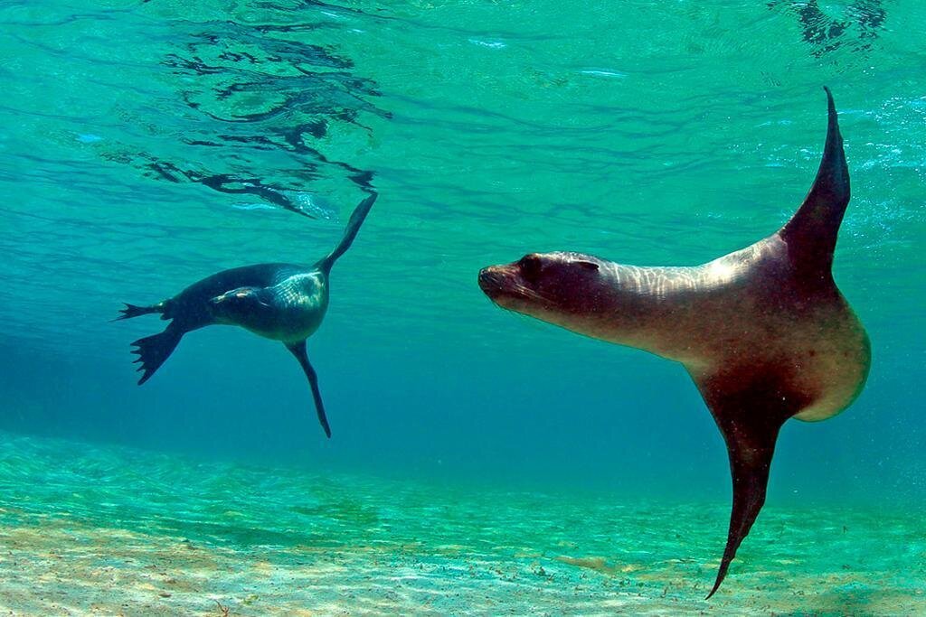 Two sea lions swim gracefully underwater near Pinzón Island, Galápagos