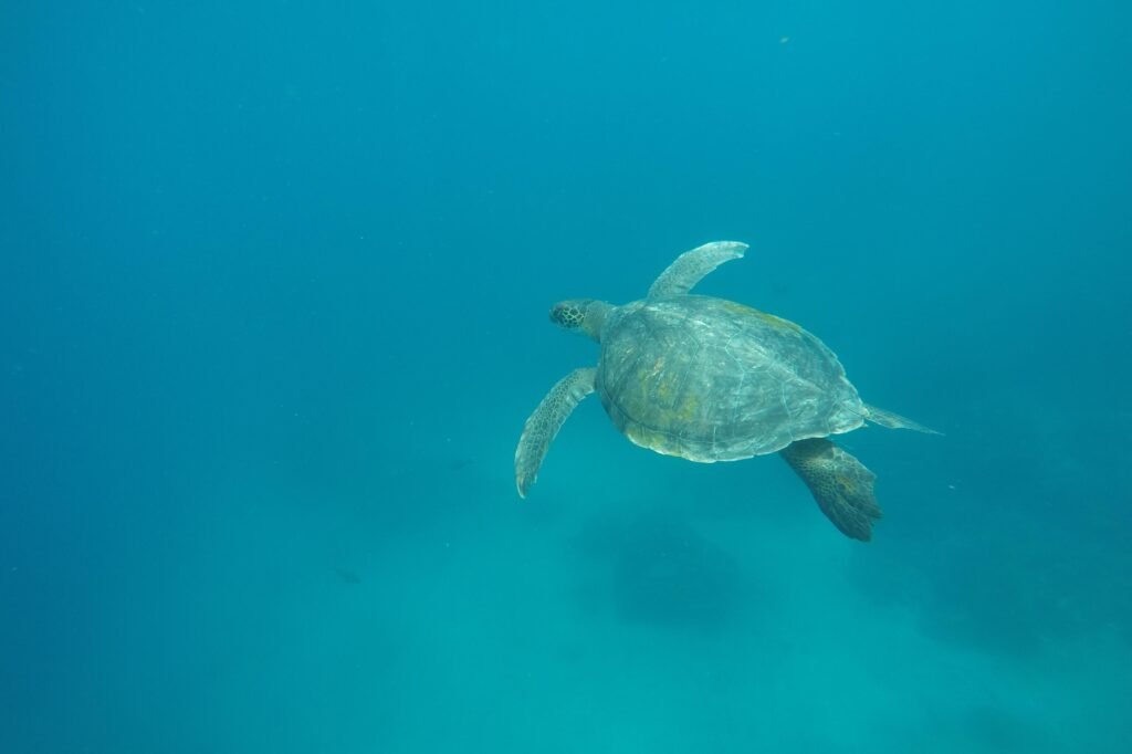 A sea turtle swims through the Pacific Ocean at the Galápagos Islands