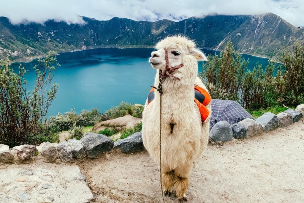 A llama poses on the edge of a caldera lake. It is white, and is looking past the camera, in Quilotoa, Ecuador.