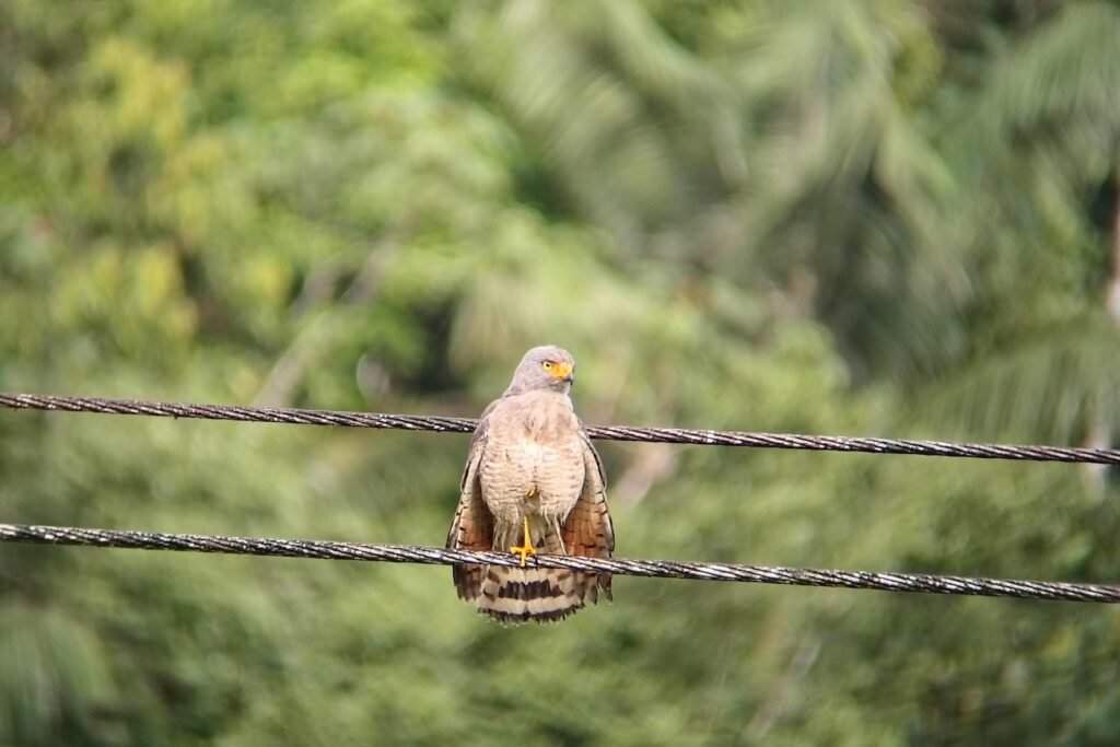 A hawk sits on a cable in the cloud forest near Mindo, Ecuador