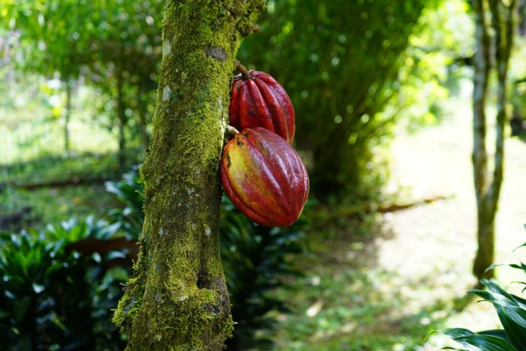 Huge red cacao beans hang from a tree in Mindo, Ecuador