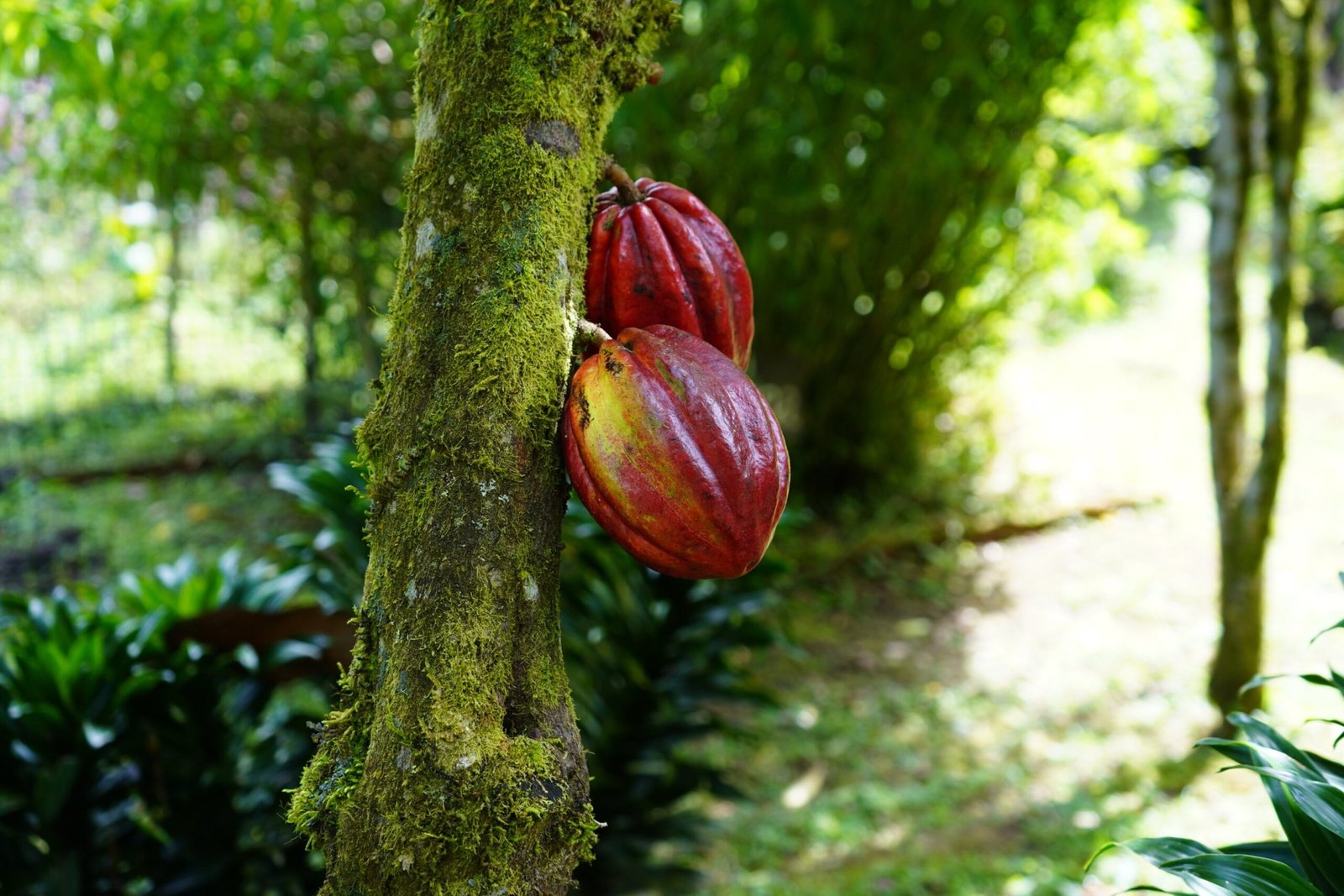 Huge red cacao beans hang from a tree in Mindo, Ecuador