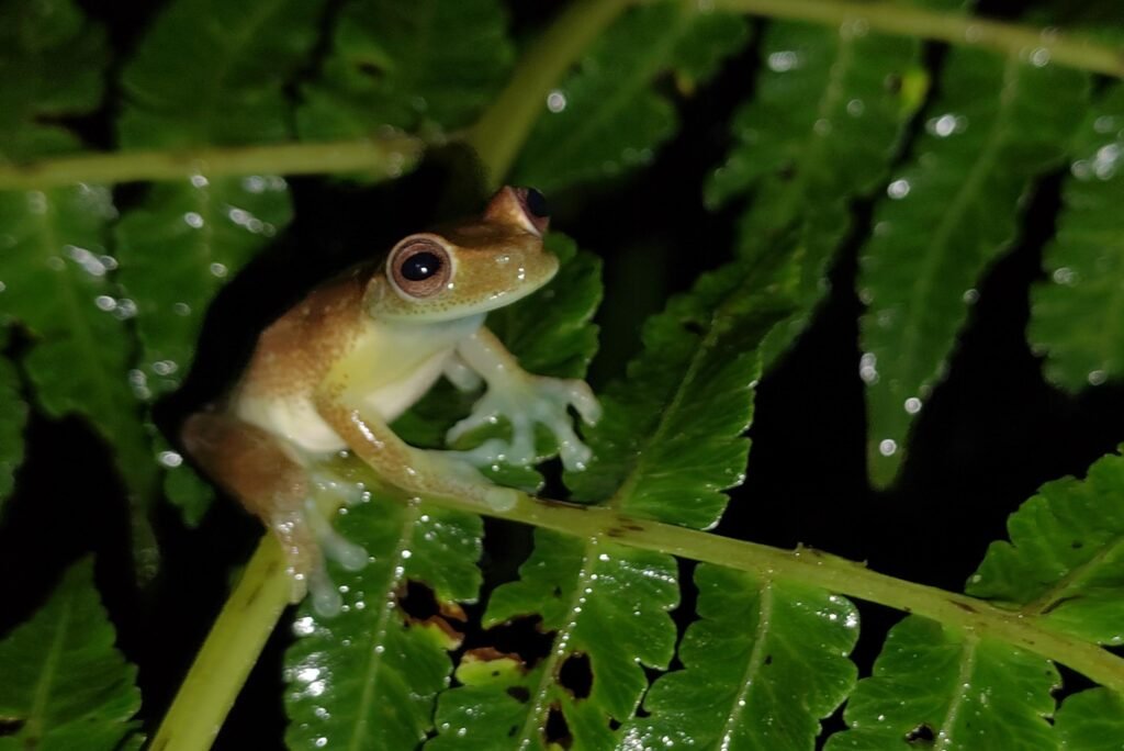 A frog sits in a tree at night in the cloud forest of Mindo, Ecuador