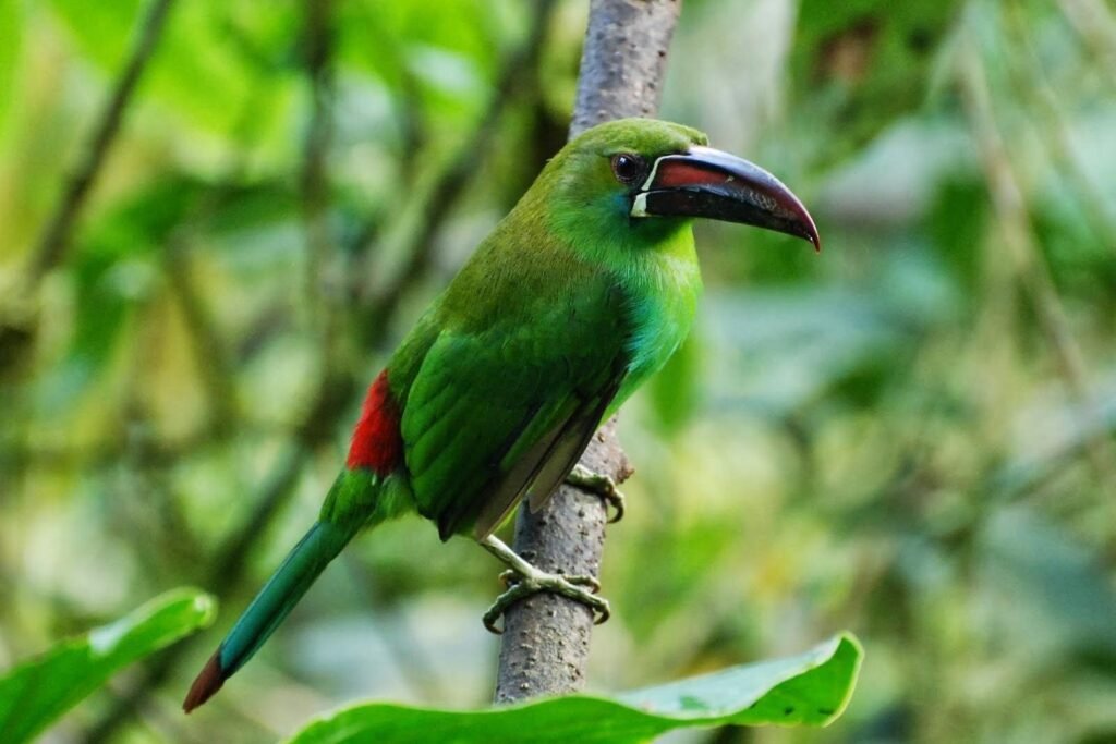 A green bird in the cloud forest near Mindo, Ecuador