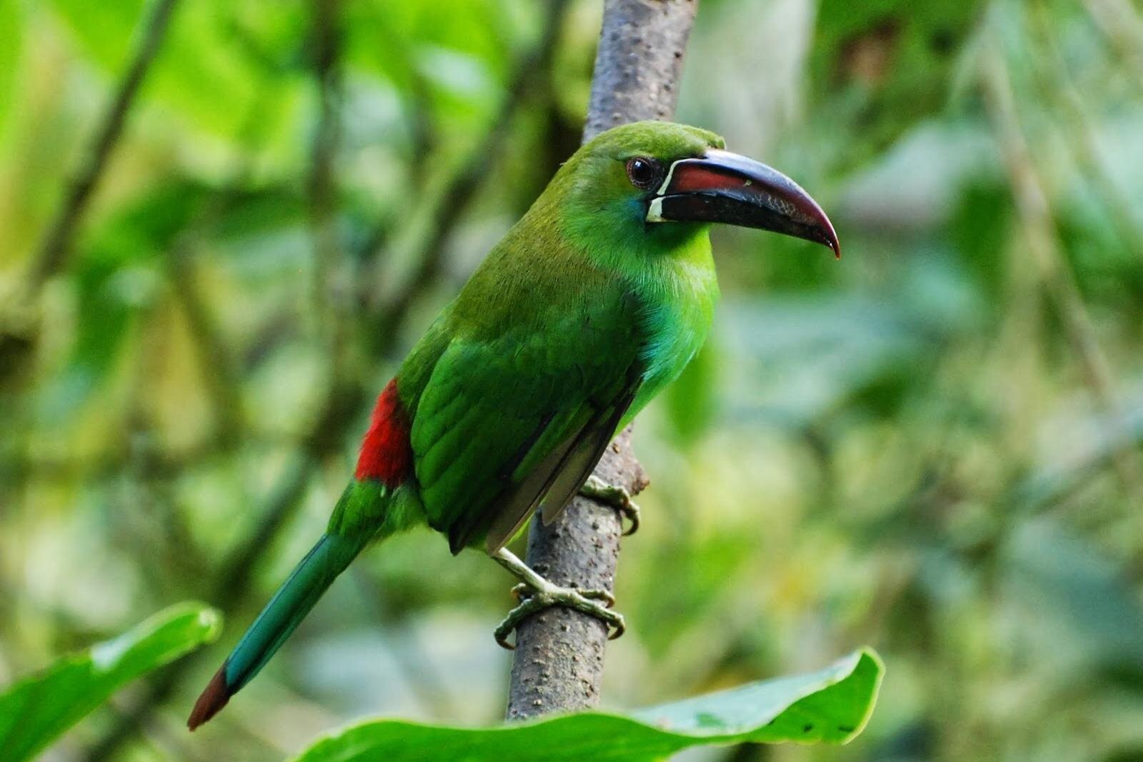 A green bird in the cloud forest near Mindo, Ecuador