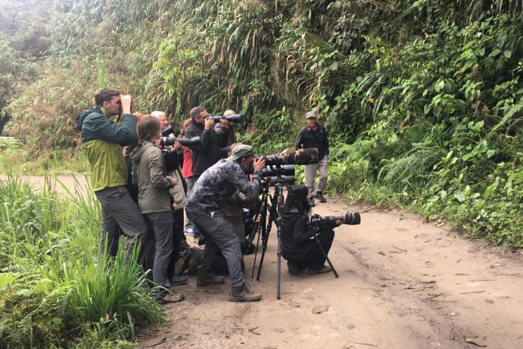 A large group of photographers snaps pictures of a bird in Mindo, Ecuador