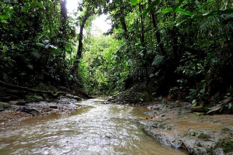 A river flows through the Amazon near Puyo, Ecuador