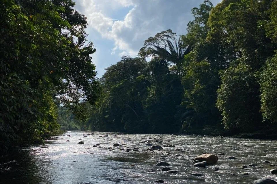 A river flows through the Amazon near Puyo, Ecuador
