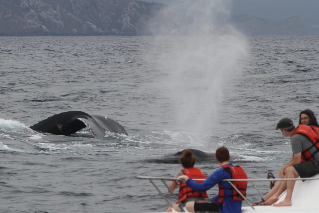 People watch a humpback whale slap its tail in the Pacific near Puerto Lopez, Ecuador