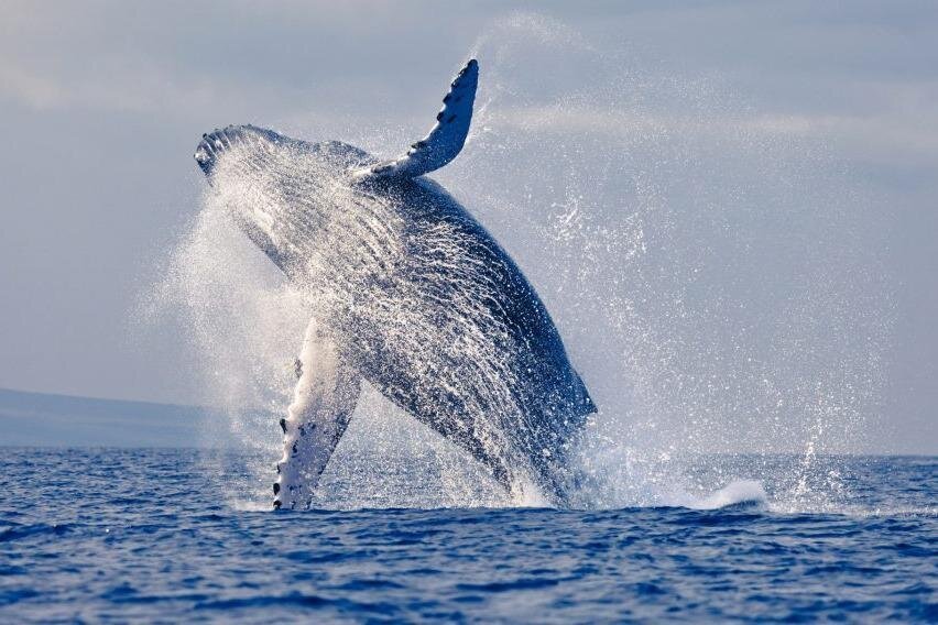 A whale bursts through the Pacific Ocean near Puerto Lopez, Ecuador