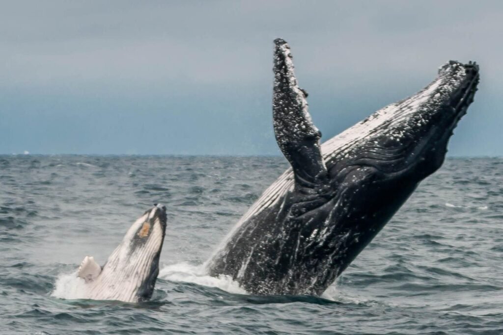 A mother humpback whale and her calf burst throught the waters of the Pacific Ocean near Puerto Lopez, Ecuador