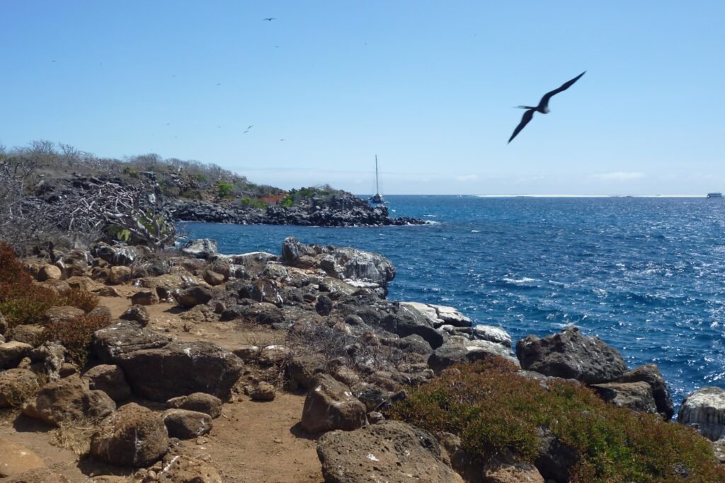 A seagull flies over the rocks on North Seymour Island, Galápagos