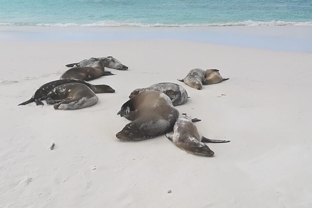 Sea lions laze on the beach at Tortuga Bay, Santa Cruz, Galápagos Islands