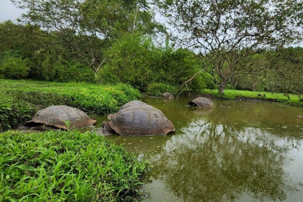 Giant tortoises take a bath in a lake on Santa Cruz. Wheely Tyred Best Galápagos bus tours
