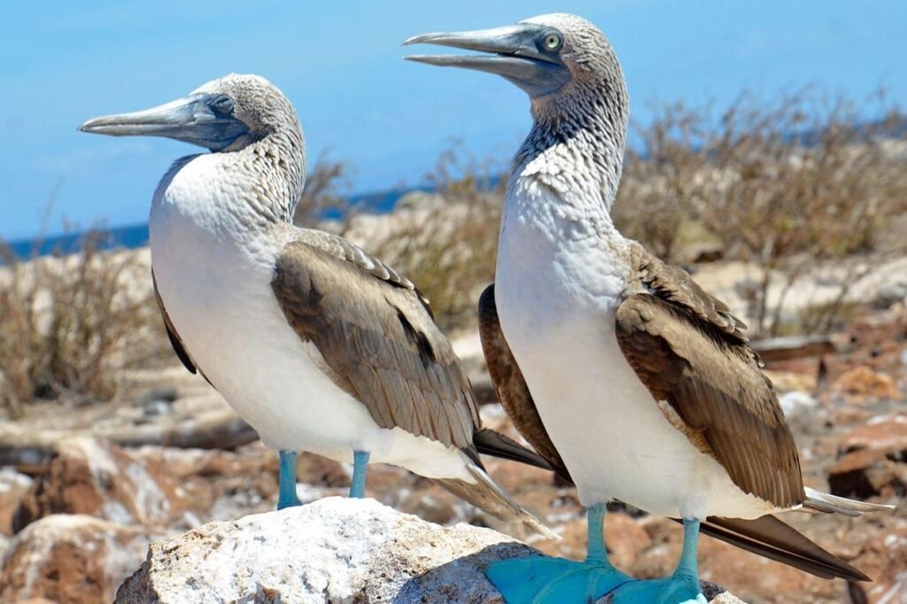 Two blue-footed boobies on North Seymour Island in the Galápagos