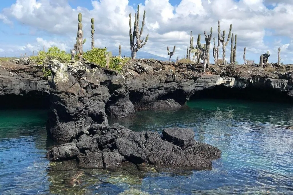 Basalt rock meet clear blur water. They have cacti growing out the top of them, on Isla Isabela, Galápagos Islands