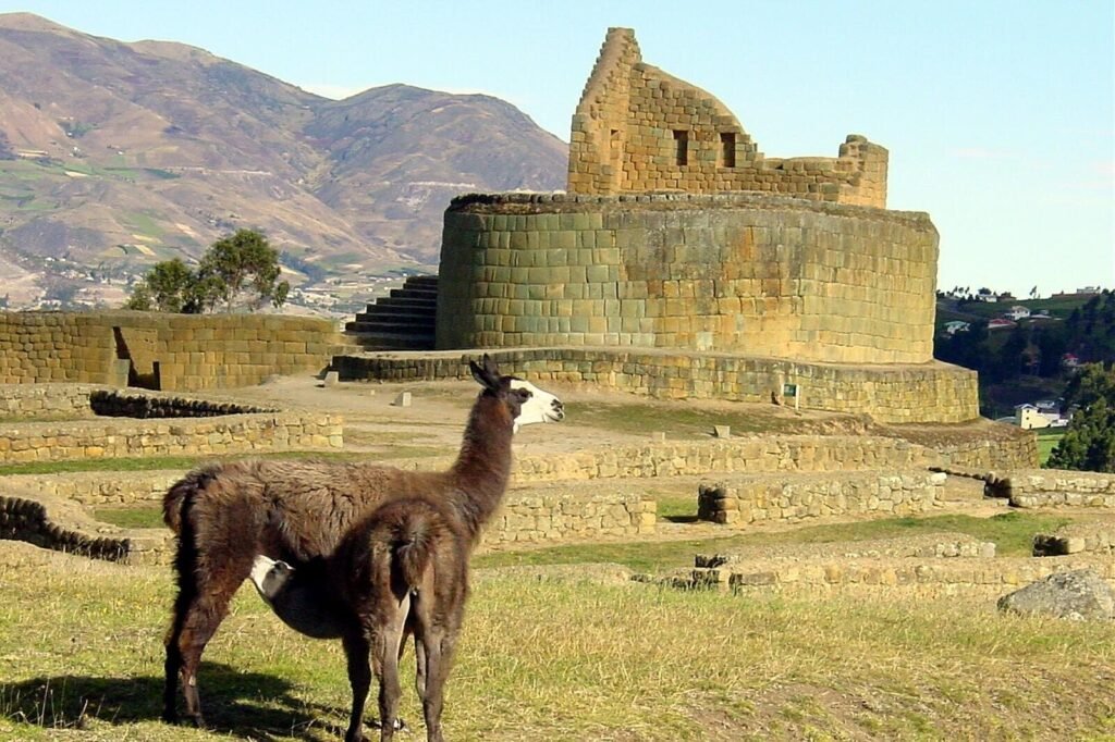 Two llamas stand in front of the main temple at Ingapirca, near Cuenca, Ecuador