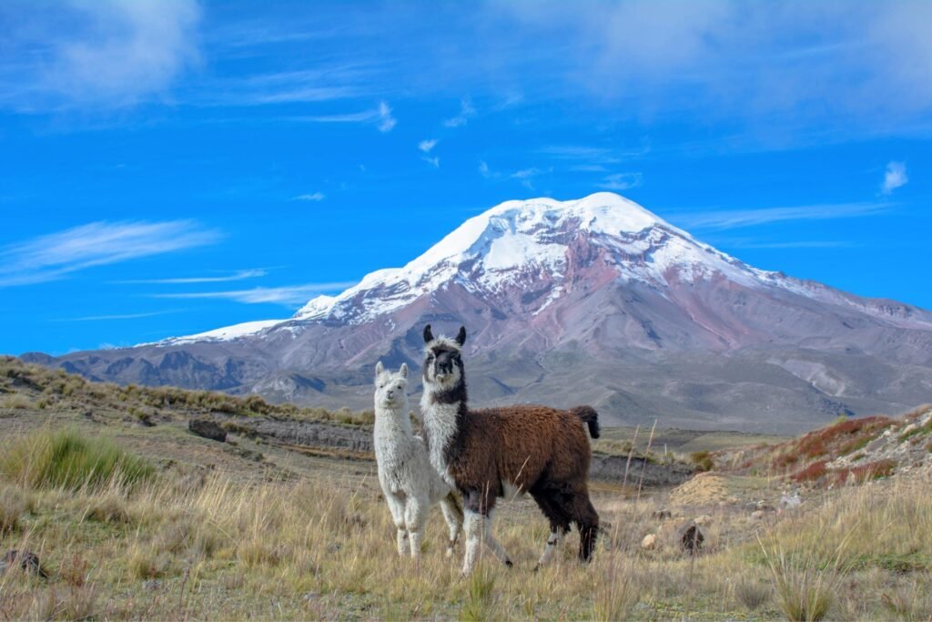 Two llamas look at the camera underneath a snowcapped Cotopaxi Volcano in Ecuador