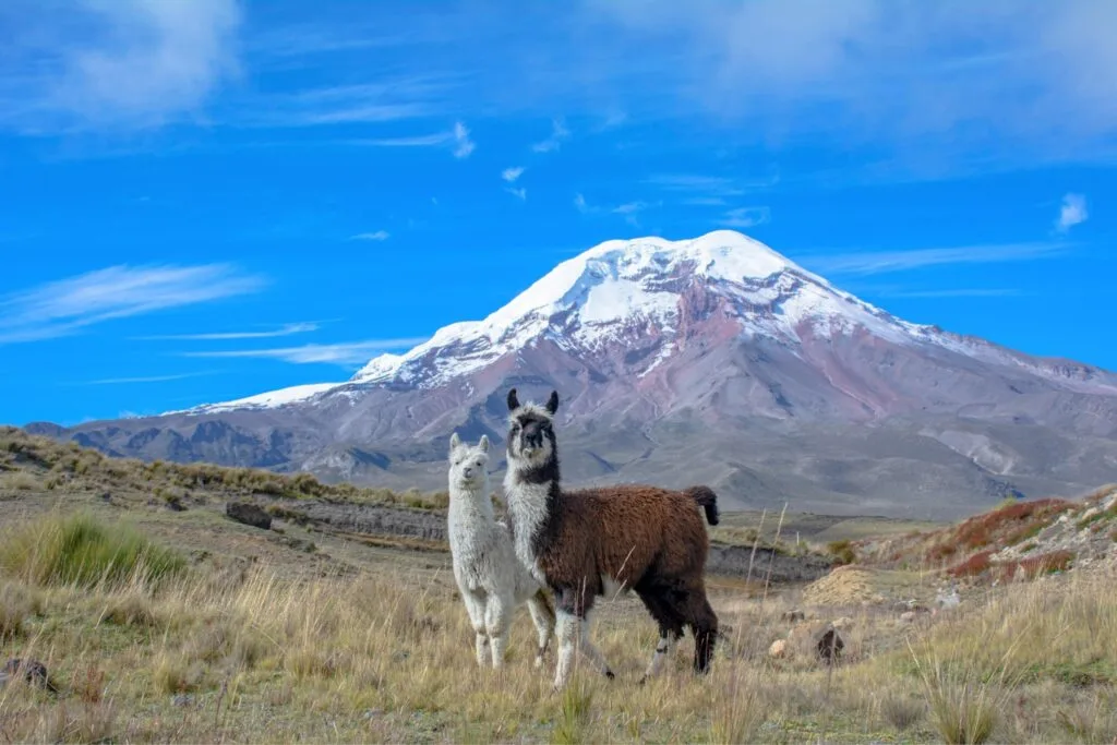 Two llamas look at the camera underneath a snowcapped Cotopaxi Volcano in Ecuador. Wheely Tyred Best multi-day tours in Cuenca
