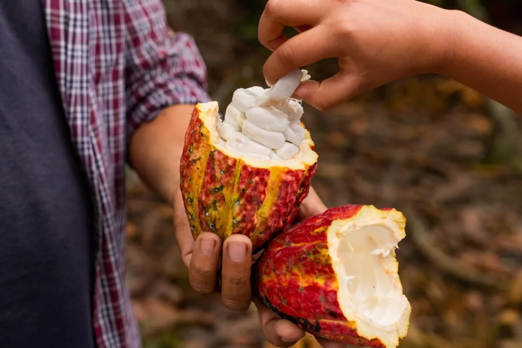 A close up of a hand holding cacao, with someone else pulling out the fruit near Guayaquil, Ecuador