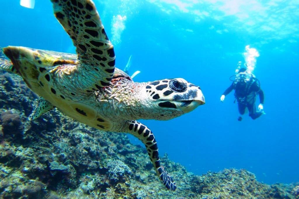 A diver watches a sea turtle swim through a reef near Isla De la Plata, Puerto Lopez, Ecuador
