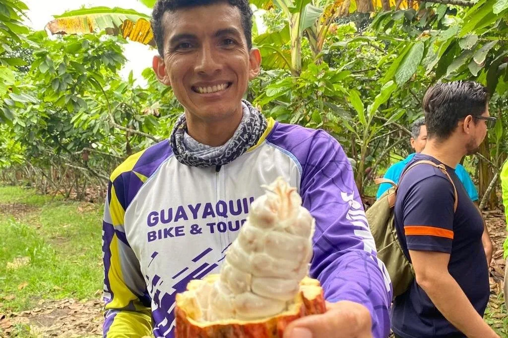 A guide from Guayaquil Bike&Tours holds up a cacao seed to the camera in the forest of Ecuador