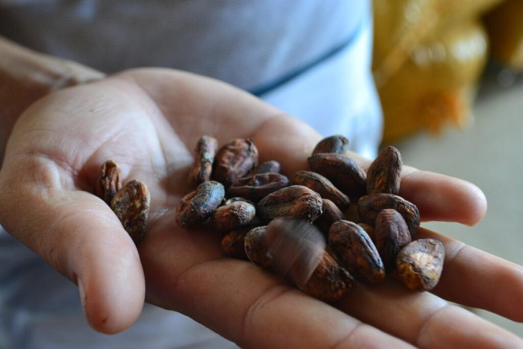 A close up of cacao seeds in a hand in Manta. Wheely Tyred Best food tours in coastal Ecuador